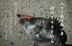 ルアー釣り初心者がチヌを河口で釣るには？