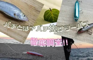 バチとは？バチ抜け時期シーバスを論理的に調査
