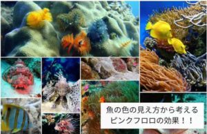 魚の色の見え方から考えるピンクフロロの効果は？