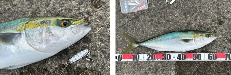 タイドグラフの活用して得た釣果