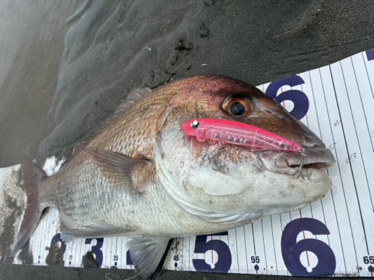 アーダ零釣果画像_鯛