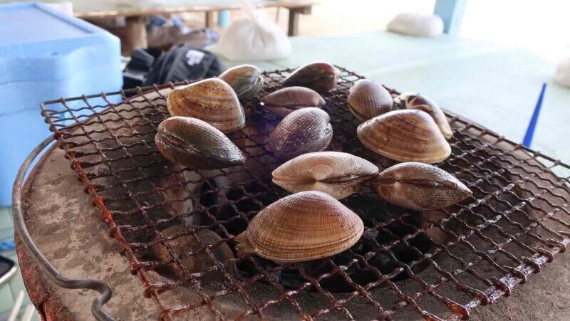 潮干狩りのアサリ