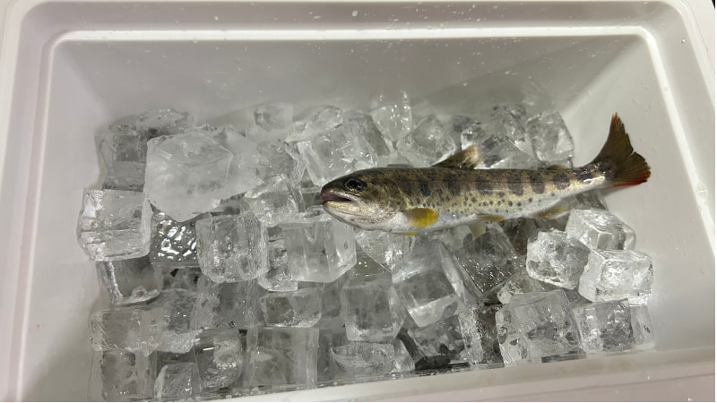 クールラインの中でマスを氷で冷やす（帰宅前）